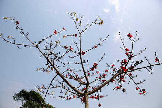 木棉花