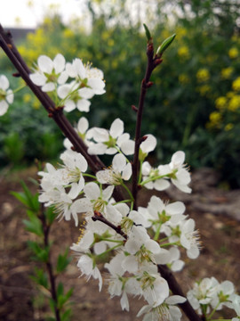 李树花