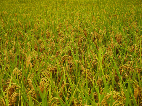 金黄稻田