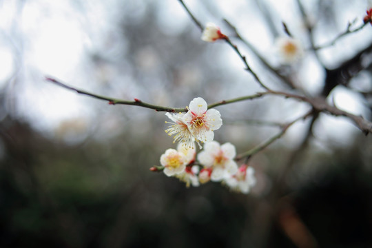 梅花