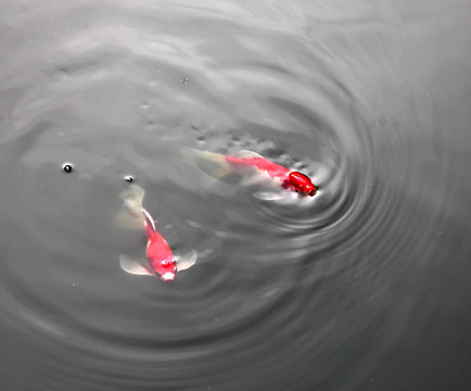 水中两条红色锦鲤