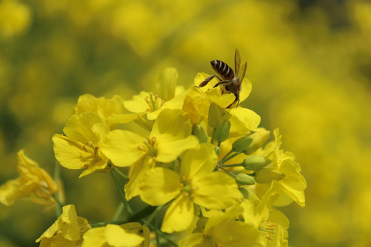 油菜花 花 背景 春天 蜜蜂