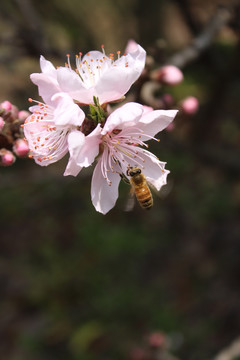 桃花 花朵 桃树 春天 蜜蜂