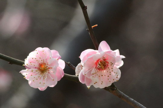 梅花