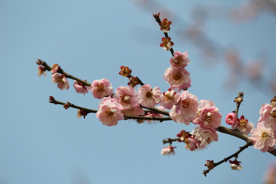梅花
