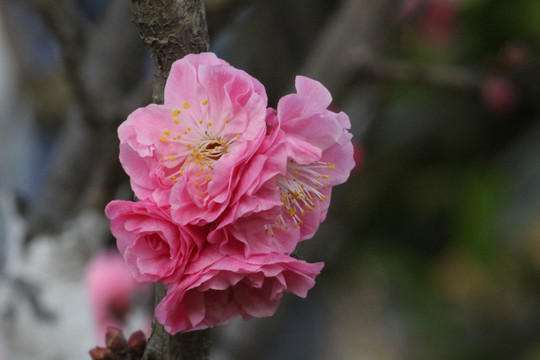 梅花