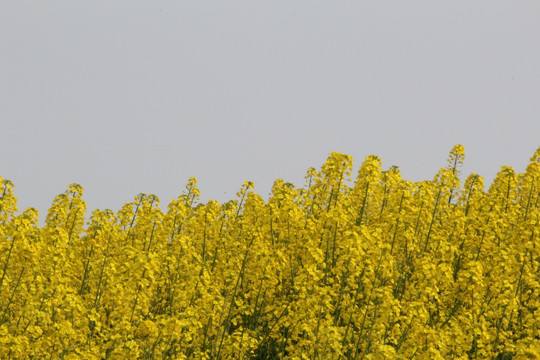 油菜花