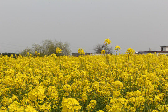 油菜花