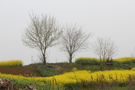 田野