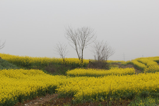 油菜花