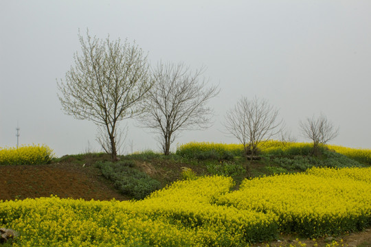 油菜花
