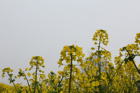 油菜花
