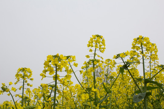 油菜花