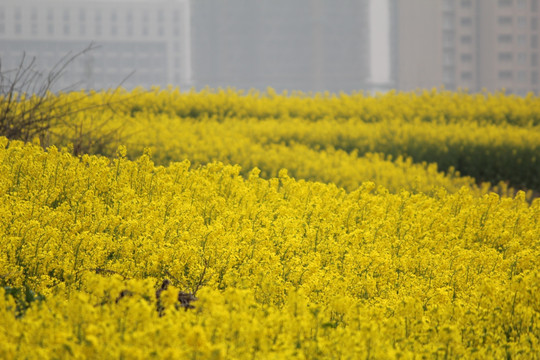 油菜花海