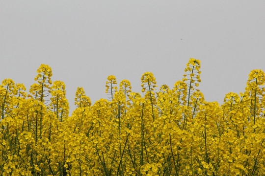 油菜花