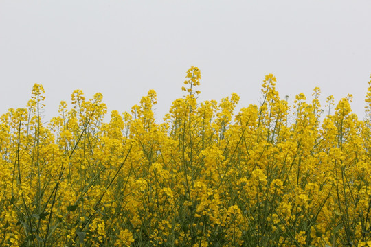 油菜花