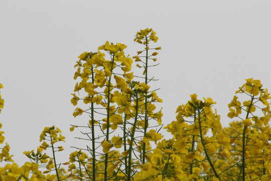 油菜花