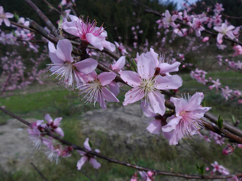 桃花盛开