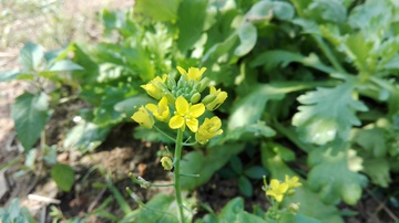 油菜花