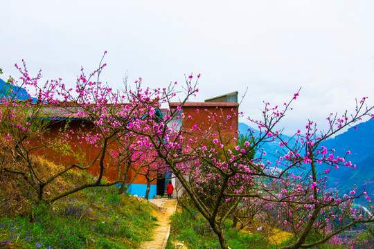 桃花 山寺