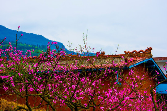 桃花 飞龙