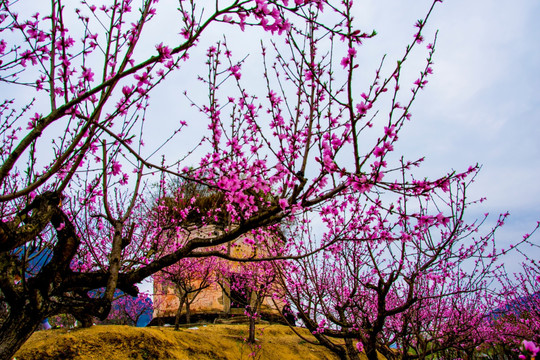 古塔 桃花