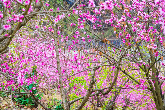 桃花