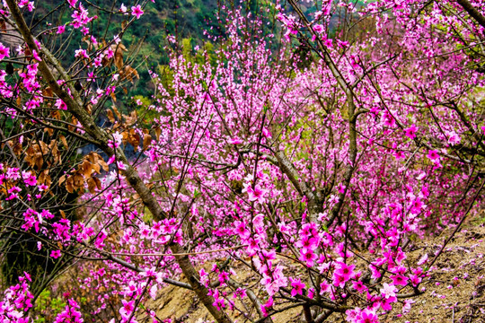 桃花