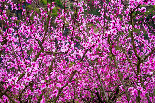 桃花