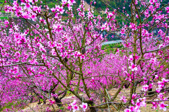 桃花