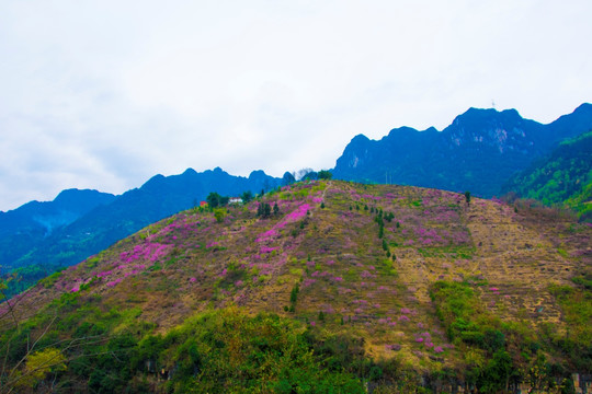 桃花 山丘