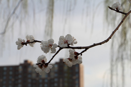 桃花 建筑背景 春天
