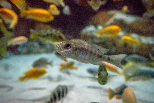 鱼缸背景图 鱼缸造景 水族店