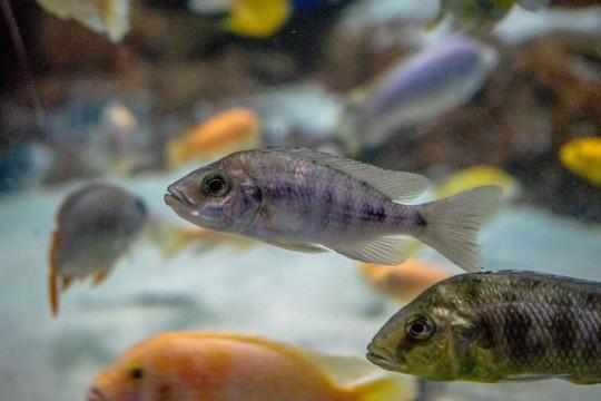 鱼缸背景图 鱼缸造景 水族店