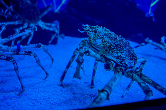 蜘蛛蟹 水族馆