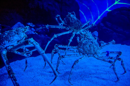 蜘蛛蟹 水族馆