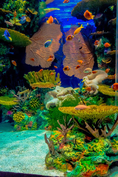 鱼缸背景图 海底世界
