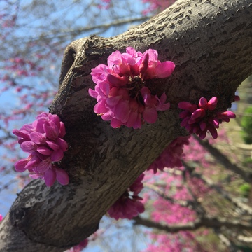 紫荆花 