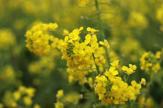 特写油菜花