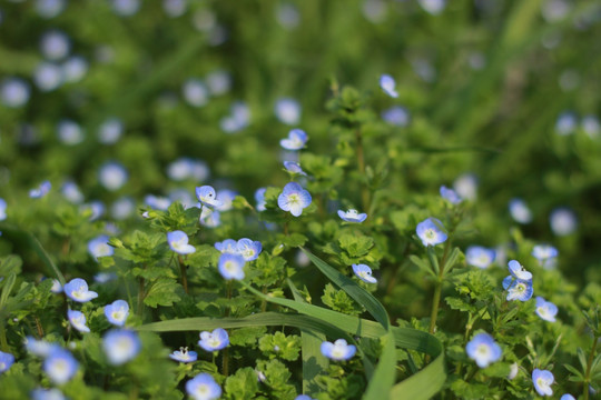 蓝花