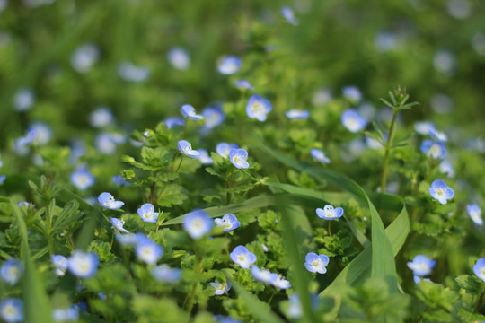 野蓝花