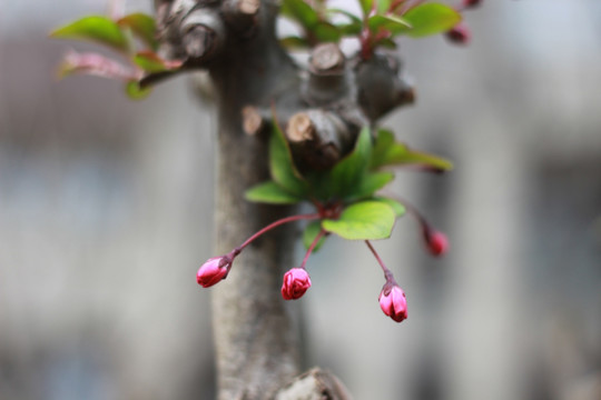 花蕾