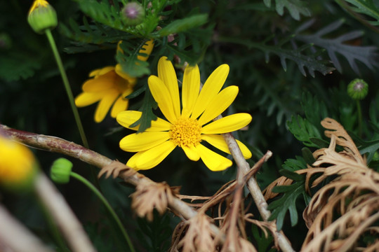 小黄花