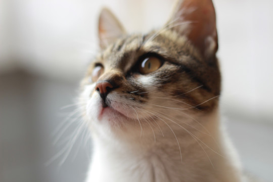 小猫咪