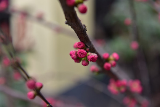 桃花 花