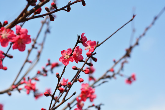 桃花 红色桃花