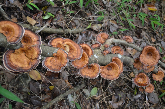 金蘑菇