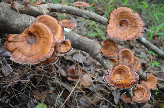 金蘑菇
