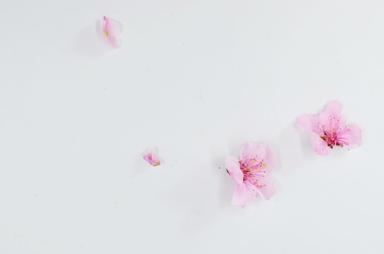 白色背景上的桃花花瓣