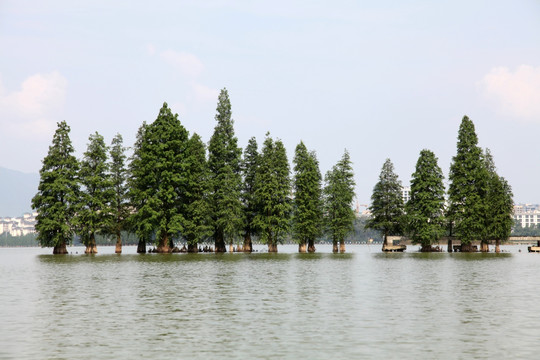 肇庆七星岩湿地公园水杉树